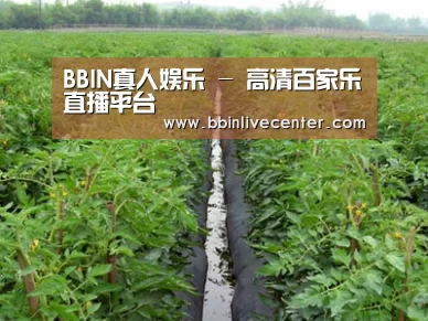 种植基地三